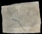 Permian Branchiosaur (Amphibian) Fossil - Germany #63590-1